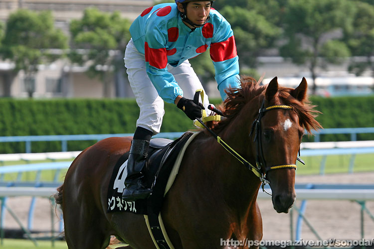 シルクネクサス