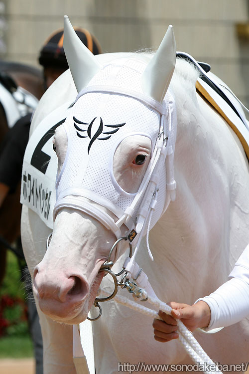 白毛馬・ホワイトベッセル