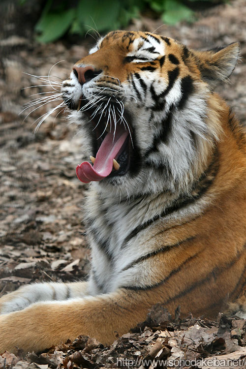 旭山動物園